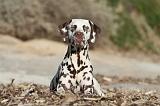 DALMATIEN 130